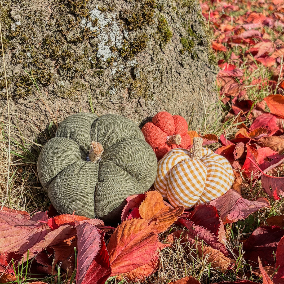 Trio de citrouilles